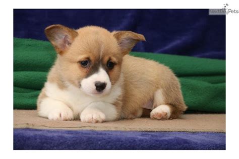 View Breeder Info. . Corgi puppies for sale in pa cheap